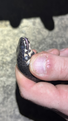 Jodi's pipe snake