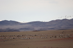 Syrrhaptes paradoxus