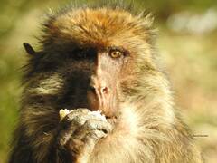 Macaca sylvanus