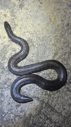Jodi's pipe snake