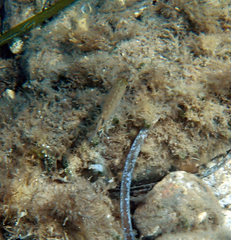 Diplodus annularis