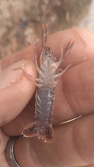 Procambarus