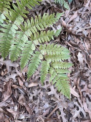 Dryopteris erythrosora