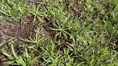 Layia platyglossa
