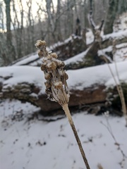 Allium siculum dioscoridis