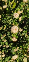 Pimelea ligustrina