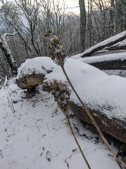 Allium siculum dioscoridis