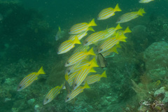 Lutjanus bengalensis