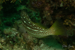 Anyperodon leucogrammicus