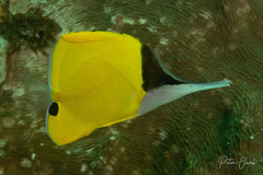 Forcipiger flavissimus