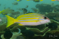 Lutjanus bengalensis