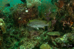 Plectorhinchus lessonii
