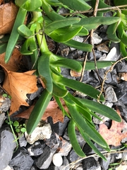 Carpobrotus