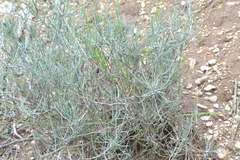 Ephedra torreyana