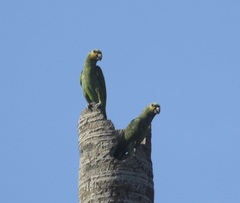 Amazona amazonica