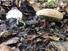 Xerocomellus diffractus