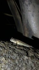 Periophthalmodon septemradiatus