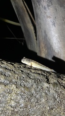 Periophthalmodon septemradiatus