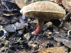 Xerocomellus diffractus