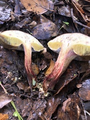 Xerocomellus diffractus