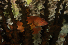 Cephalopholis