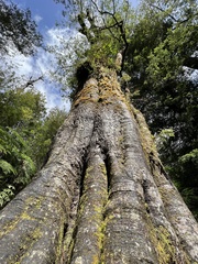 Weinmannia trichosperma