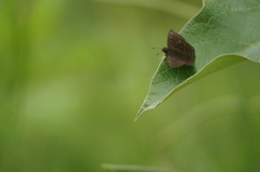 Nisoniades macarius