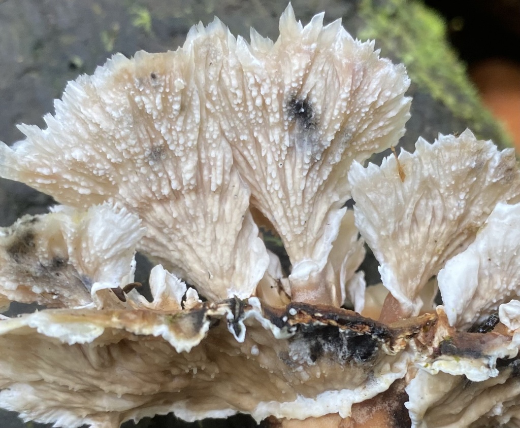 Cymatoderma dendriticum · January 2023 · photo: © heimatlos (iNaturalist, cc0)