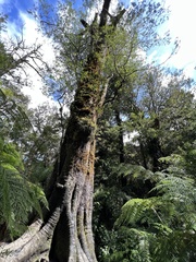 Weinmannia trichosperma