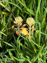Bulbine frutescens