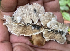 Cymatoderma dendriticum