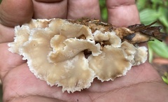 Cymatoderma dendriticum