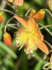 Bulbine frutescens