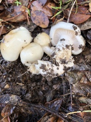 Hygrophorus