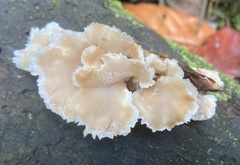 Cymatoderma dendriticum
