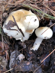 Hygrophorus