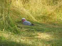 Eolophus roseicapilla albiceps