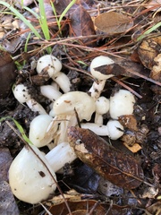 Hygrophorus