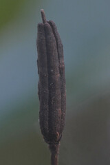 Rhododendron ponticum