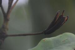 Rhododendron ponticum
