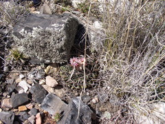 Echinofossulocactus dichroacanthus