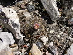 Echinofossulocactus dichroacanthus