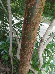 Bursera simaruba