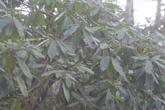 Rhododendron ponticum