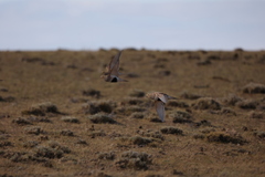 Syrrhaptes paradoxus