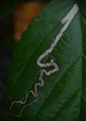 Stigmella aurella
