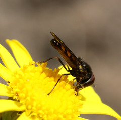 Melanostoma mellinum