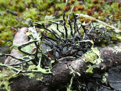 Hypogymnia inactiva