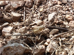 Curruca iberiae