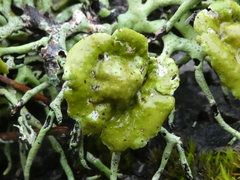 Hypogymnia inactiva